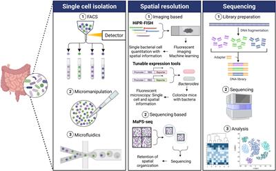 Single-cell analysis and spatial resolution of the gut microbiome